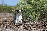 BOSTON TERRIER 090